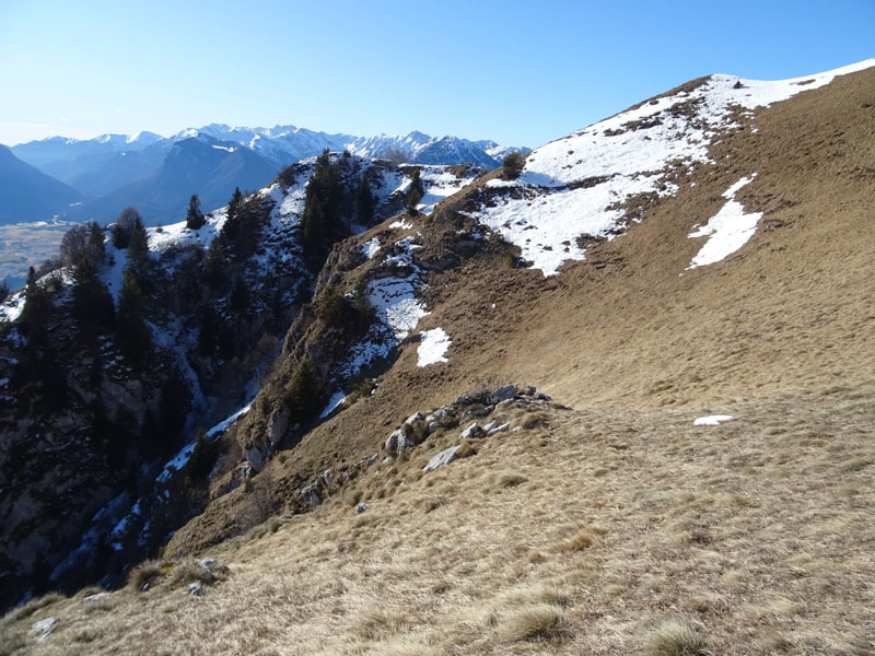 Ursus arctos.....l''habitat